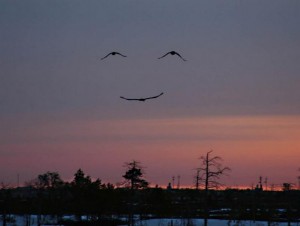Bird Smiling