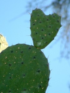 Heart Cactus