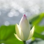 Lotus emerging