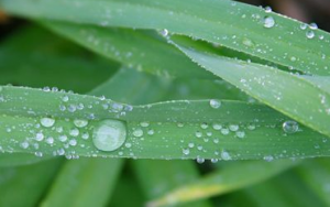 dew-drop-grass