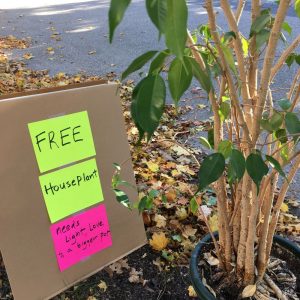 free-houseplant